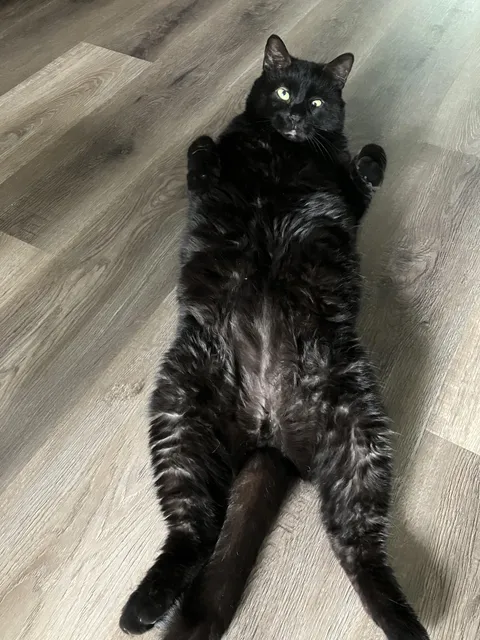 Is this a trap? Or am I actually allowed to rub his tummy? 