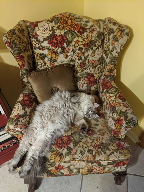 Kitten Derp &amp; then she glowed up. But still a derp.