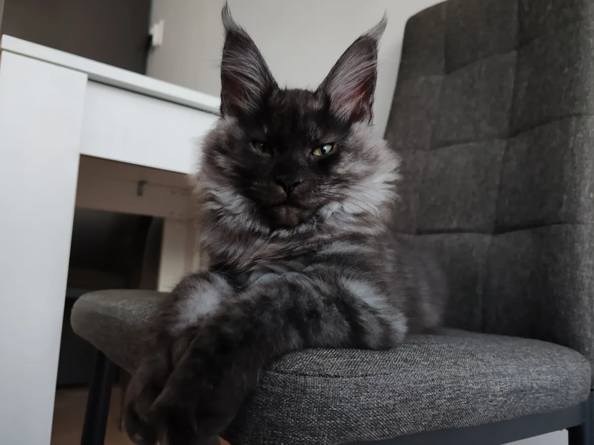 Théoden from 2 to 16 weeks old