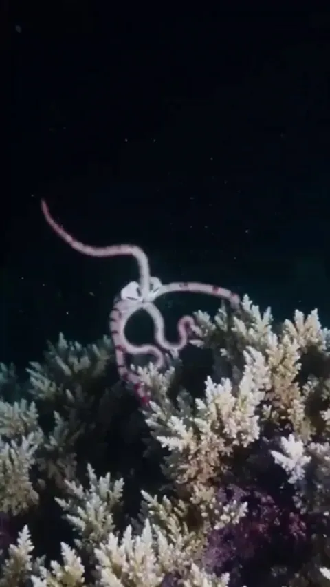 🔥spawning Brittle Star