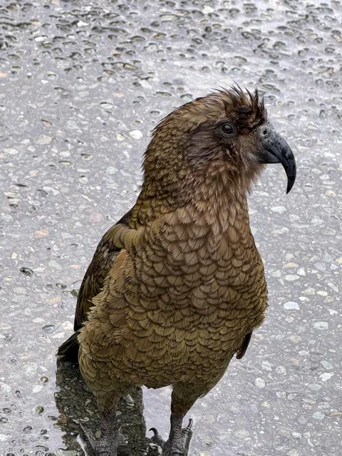 2 weeks trip in New Zealand