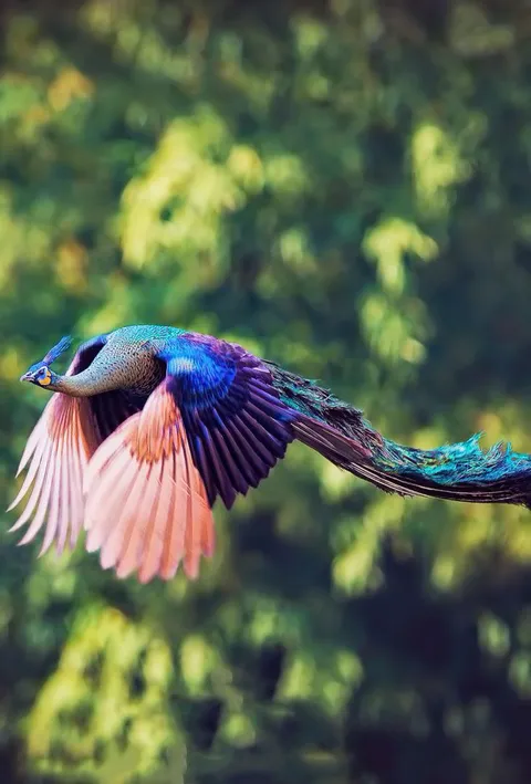 🔥 A Peacock in Flight Looks Stunning 🔥