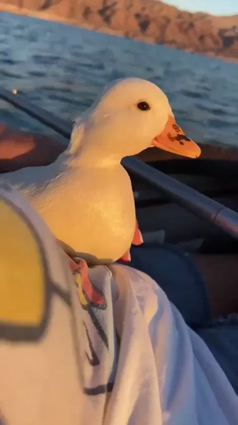 Sleepy duck with a contagious yawn
