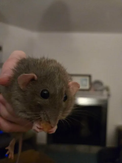 Not a single braincell in Jimily's head