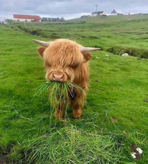 PsBattle: Cow Eating Grass