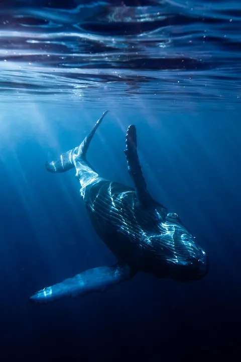 ITAP of a baby humpback whale