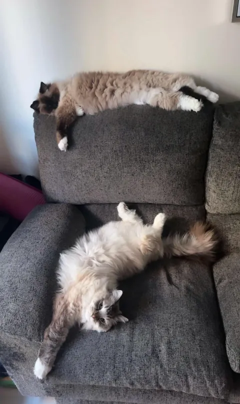 How bad can the world be when this is my couch 🥺