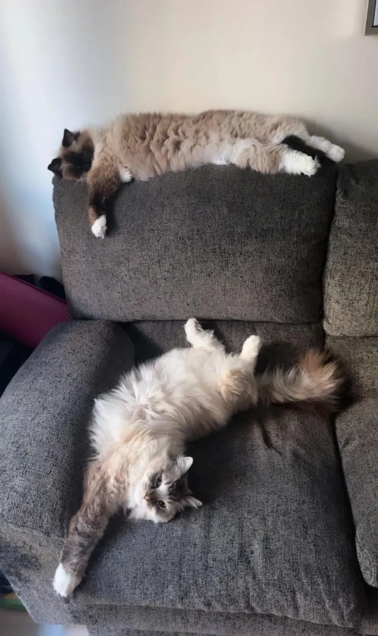 How bad can the world be when this is my couch 🥺