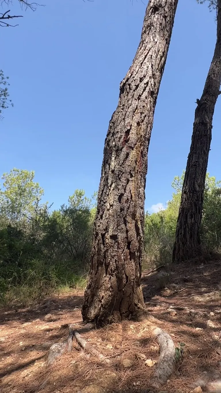 From clothed to captivating: the nymph's forest reveal