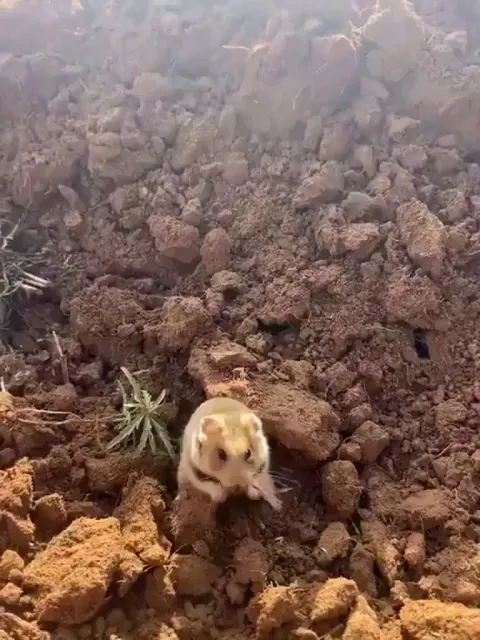 Defensive posturing from a wild hamster