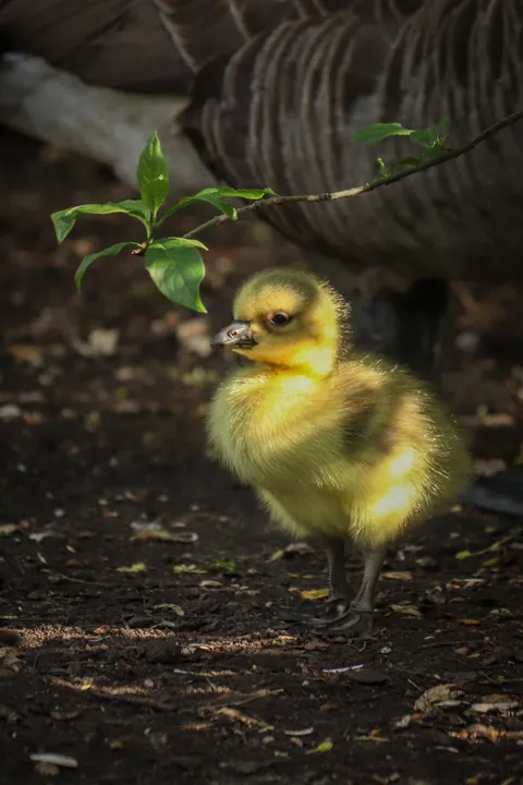 🔥Hiding in the shadows (OC)