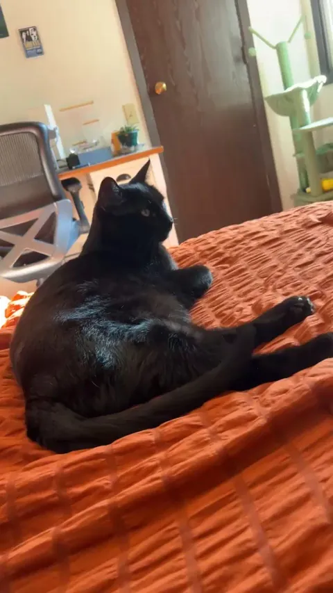 What does this tail wag mean?