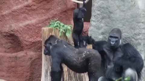 Kids are the same no matter the species