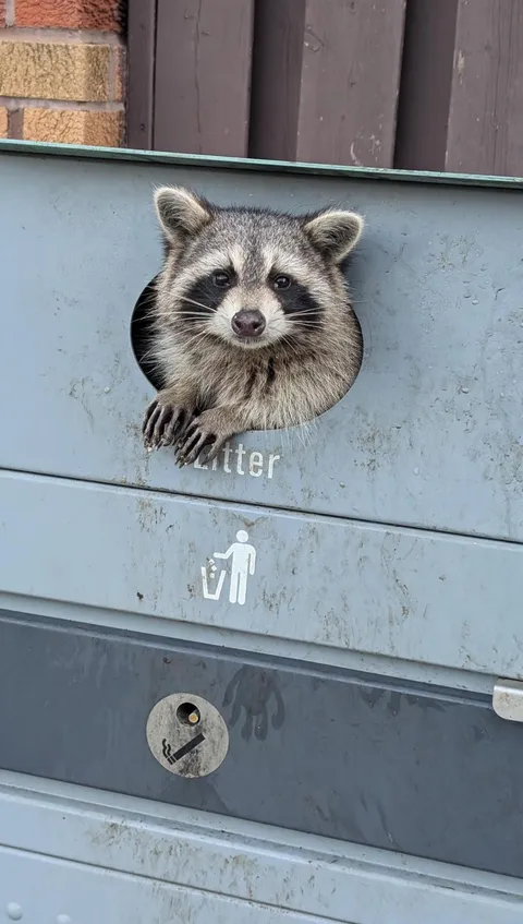 PsBattle: this raccoon in the trash