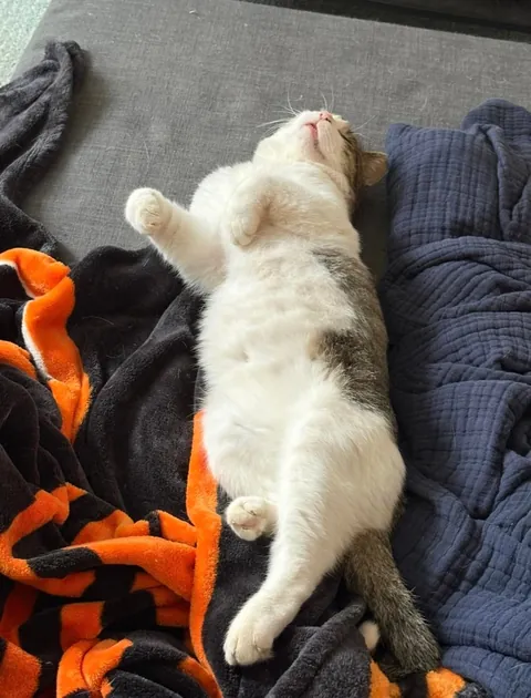 Slowly adopted by a stray