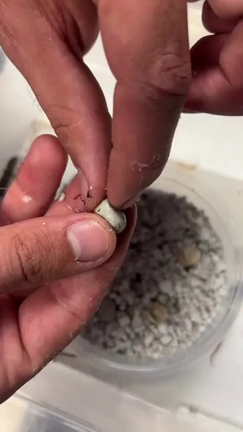 Rubbing the eggs to stimulates hatching of madrean alligator lizards