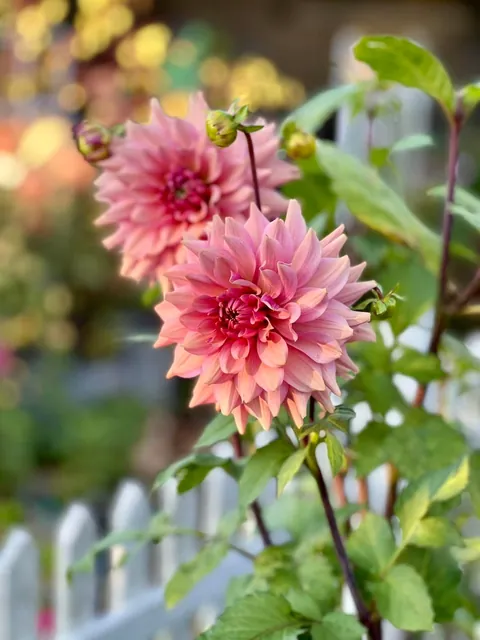 My Safe Haven 🌸💚💖🧚 #summerhouse #garden #paradise