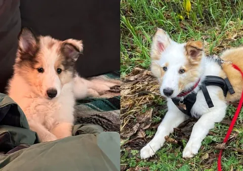 I’m adopting my dogs twin!?