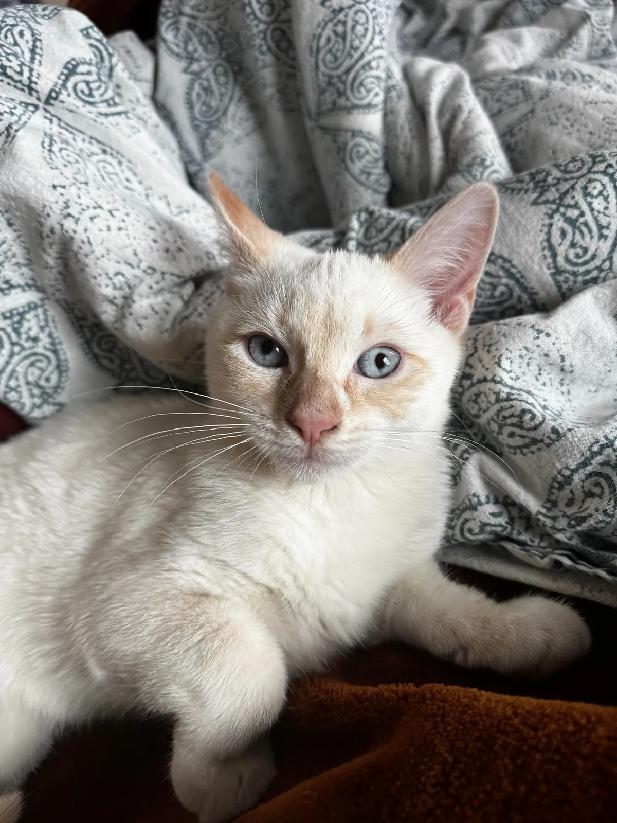 Oct 16 I found my cat next to a garbage can in a black plastic bag with his other 3 siblings. I didn’t know much about cats but I took a shot and honestly it was the best decision. He’s gonna be 1 year old on Oct -16.