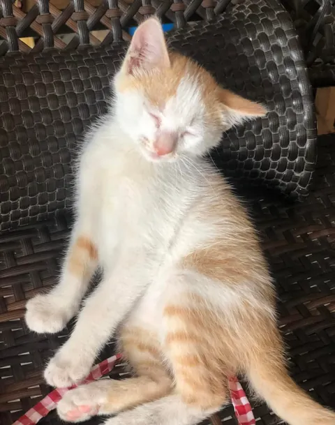 Biggest transformation. Literally grown to be a bun face.