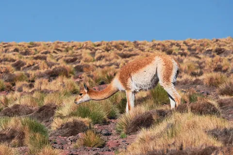 5 days in the Atacama desert - Chile