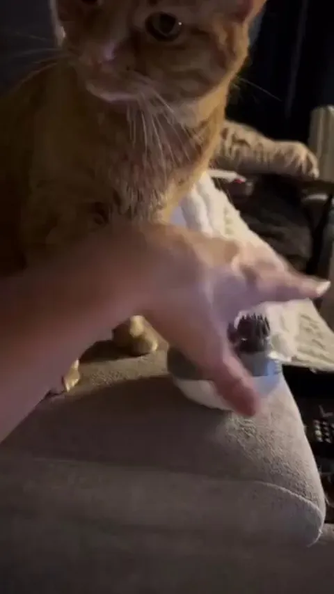 Cat meets automated massager