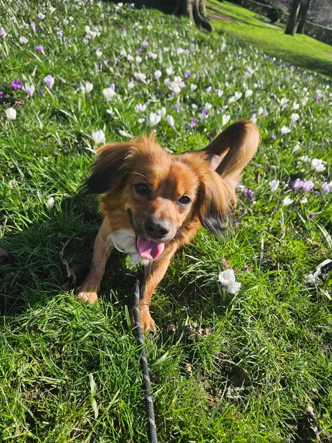 Kevin enjoying his spring walkies in the sun