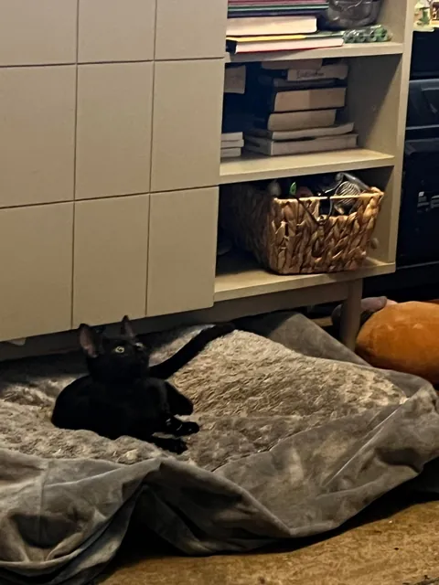 This little lady walked into my house today!