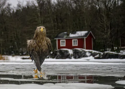 🔥🔥the Best funny nature pics