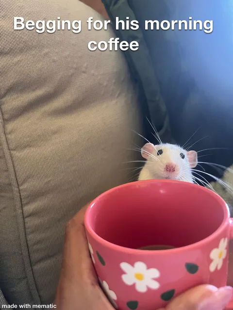 This week in RAT CRIMES 🚨
