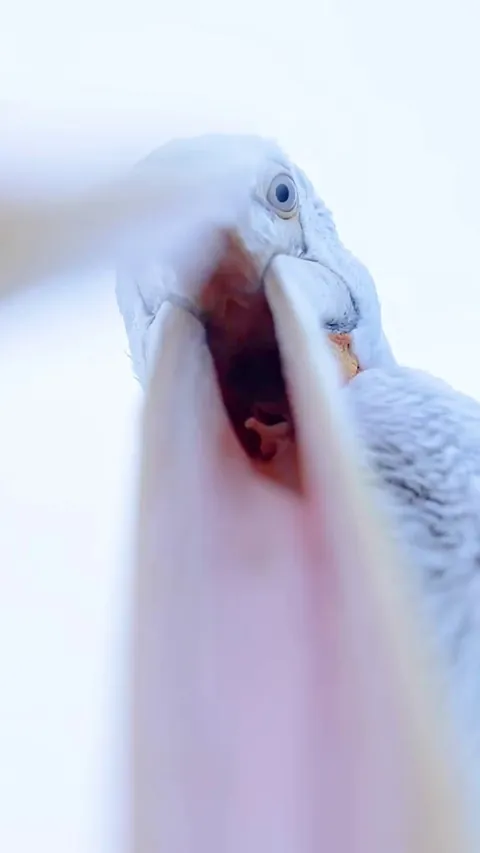 🔥Video of Pelican Grabbing My Lens