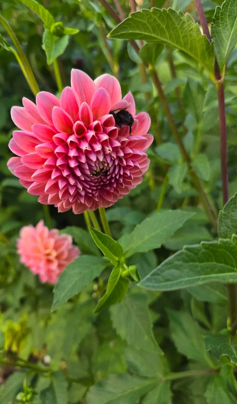 Transformed a small space behind my garage into my dream garden🌻2023 vs. 2024 