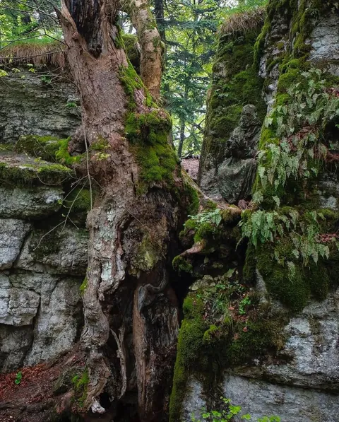 The effectiveness of camouflage 