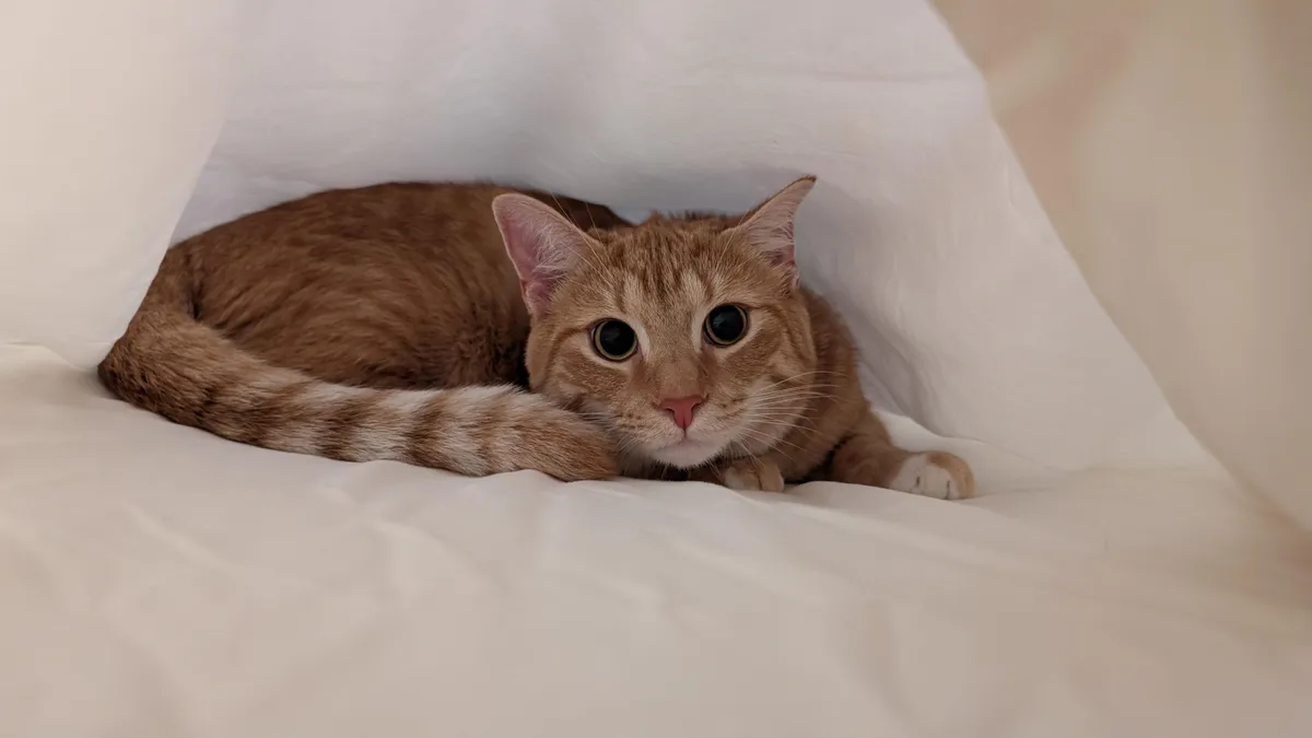 We change the sheets weekly and Sam always treats it like his purrsonal playground 🧡