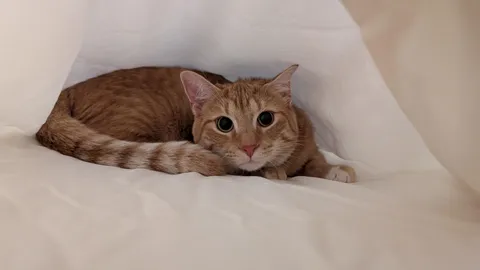 We change the sheets weekly and Sam always treats it like his purrsonal playground 🧡
