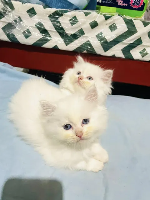 cutie twins