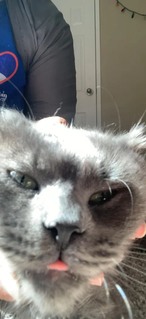 Meet my only nephew, Harry. My nieces are all humans lol.