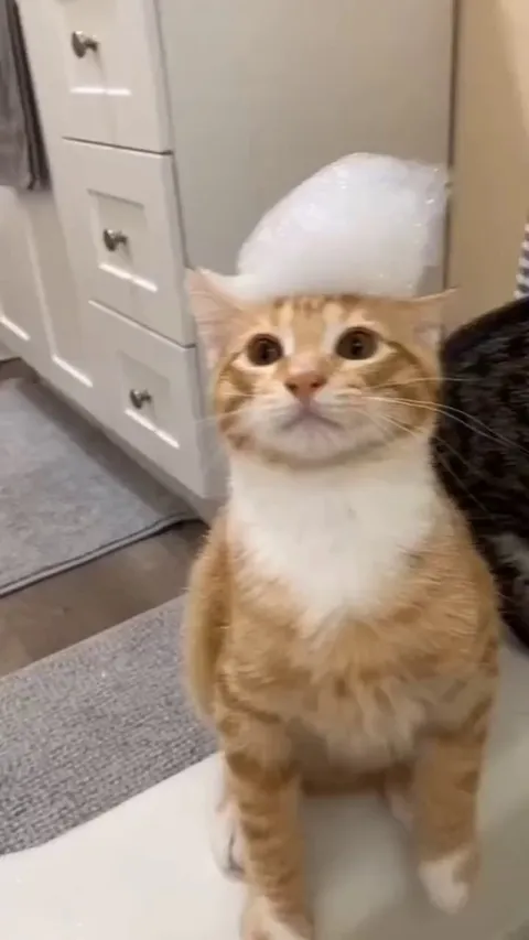 My cat is still confused