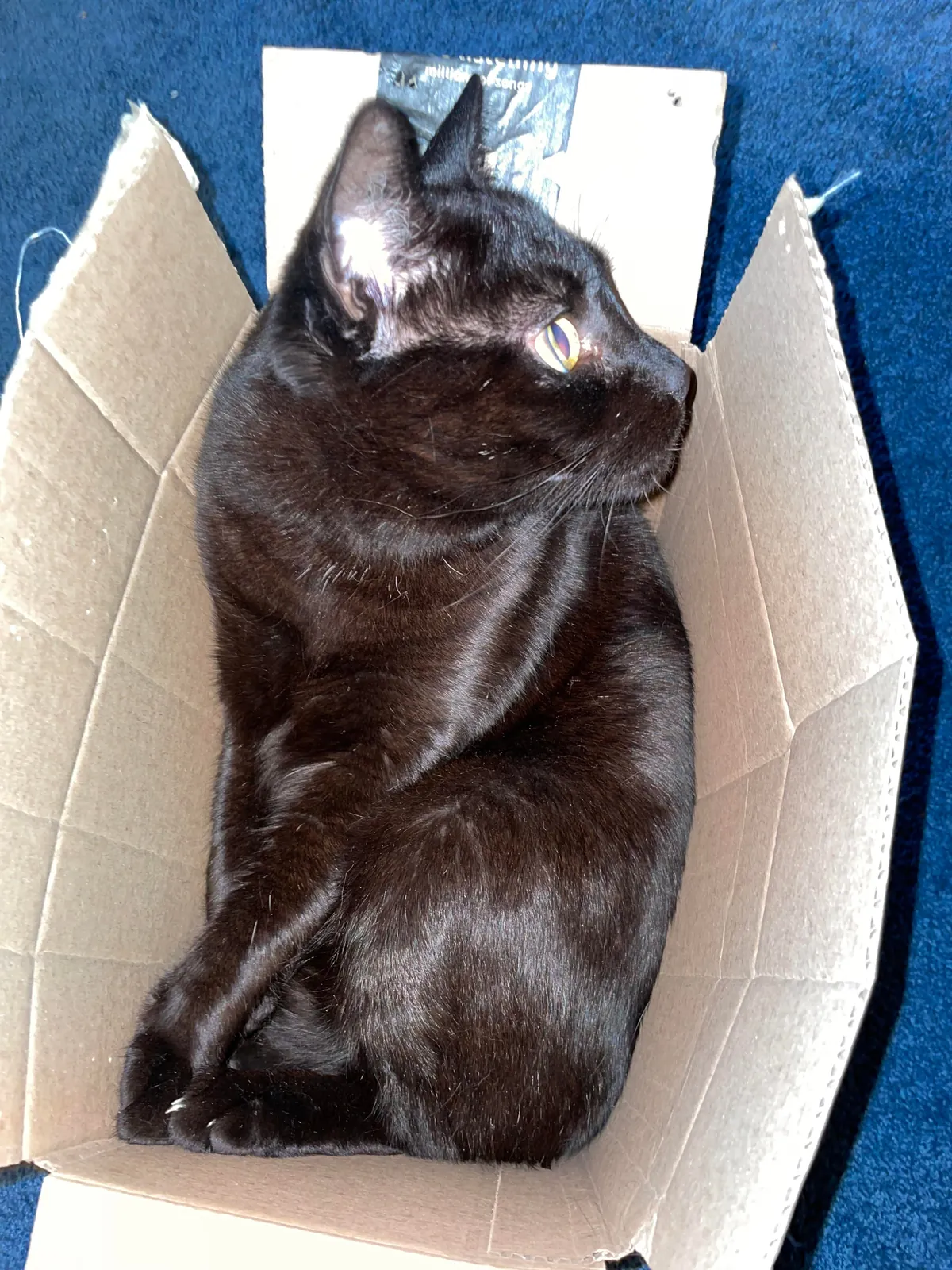 Amazon sent me the wrong thing again. Should I keep it? 😉