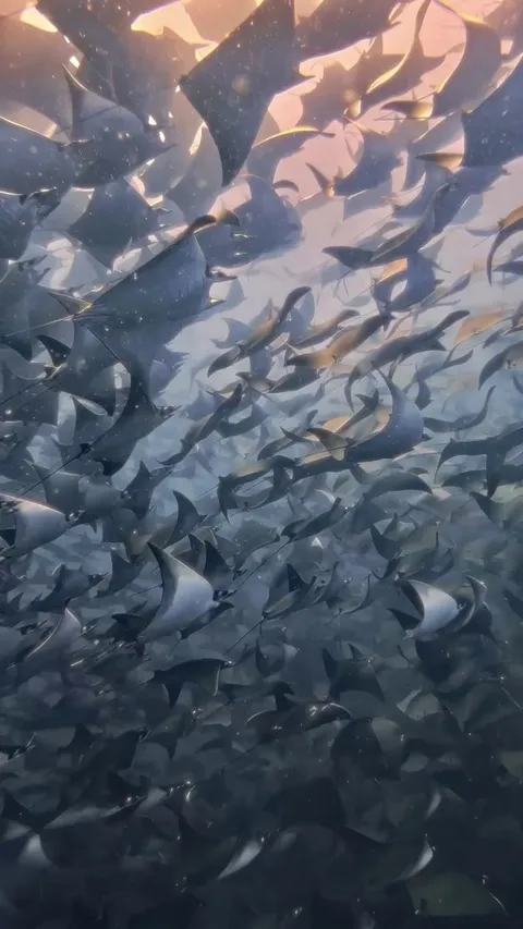 🔥🦈The pattern of this squadron of manta rays 