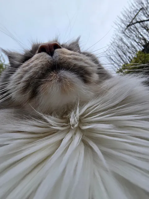 Is it okay to only send these types of pictures if you catsit?