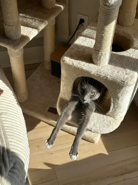 I went on a 10-day vacation. He has been pooping outside his litter box in protest. Can you all shame this criminal?