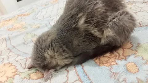 Why does my cat like to sleep like this?