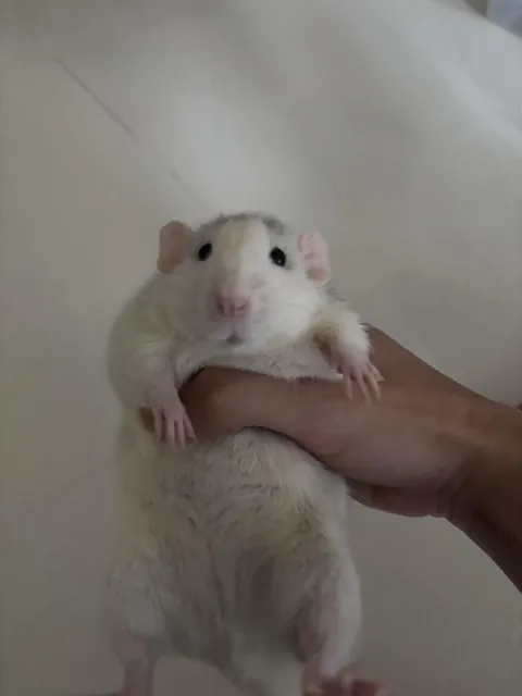 Caught him stealing food from his sister…