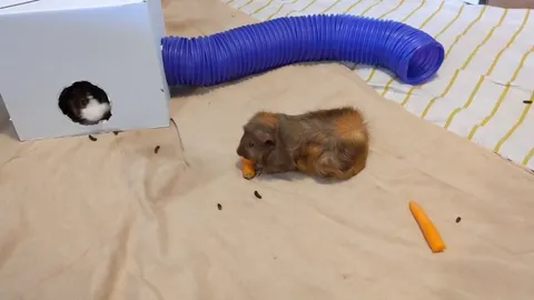 Mr Nibbles was unprepared.