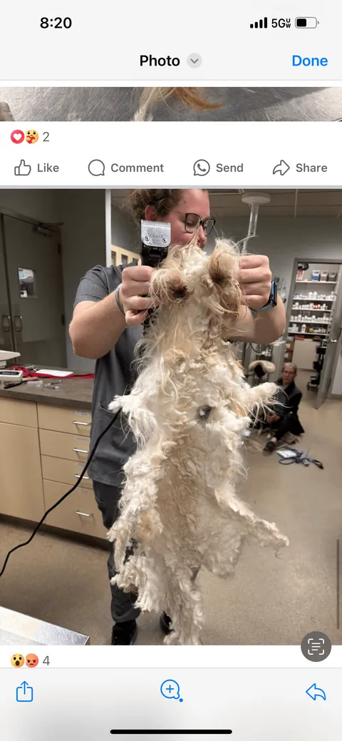 Lilly from how she was found to today. (Guest appearance by His Highness Sir Linus)