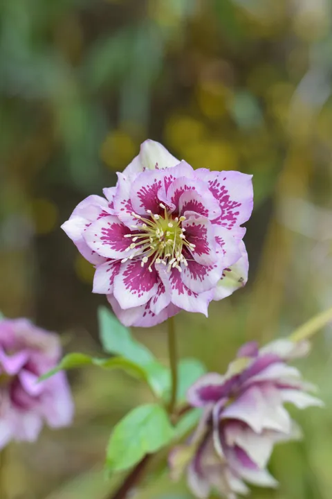 Hellebores from my Serbian garden. 🌸