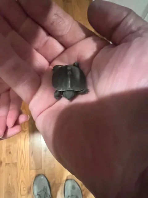 78 days ago, an Eastern Box Turtle dug a hole, and laid her eggs in our garden. I made a cage to protect the nest, and last night, we had a hatch!