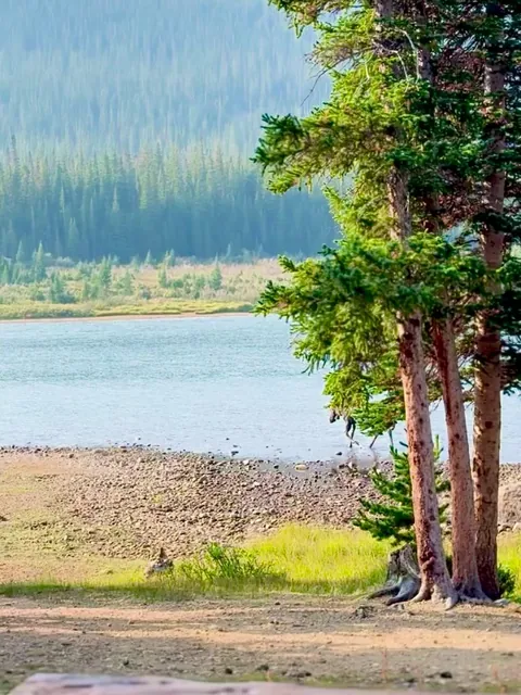 🔥Morning Moose in Ward, CO