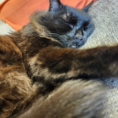 My Loki Passed - grief is hitting hard